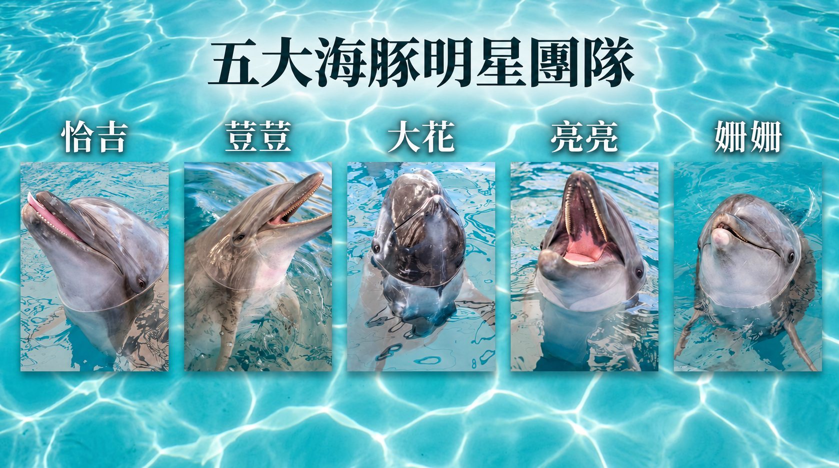 五大海豚明星團隊
